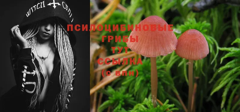 omg tor  Бодайбо  Псилоцибиновые грибы Cubensis 